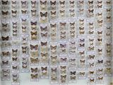 de nombreux papillons exposés dans une vitrine