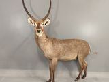 un cerf qui se tient devant un mur gris
