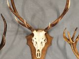 three deer skulls mounted on a wall with antlers on them