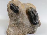 two trilobits on a rock with a white background