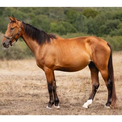 un cheval brun dans un champ, avec des arbres en arrière-plan