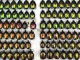 a lot of beetles that are on display in a box