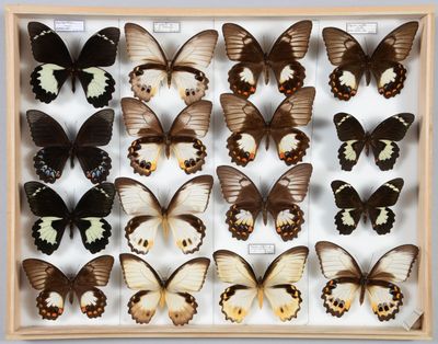 beaucoup de papillons qui se trouvent dans une boîte en bois