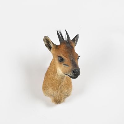 une petite tête de cerf sur fond blanc