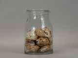 a glass jar with shells in it on a table