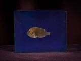 a fish that is in a glass box on a table