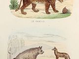 two illustrations of a leopard and a hyenh in a field