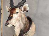 a antelope mounted on a wall in a room