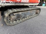 a close up of a red and black bullcat on the ground