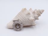 a close up of a shell with a ring on it
