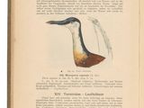 an open book with a picture of a bird on it