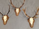 two deer heads mounted on a wall with antlers on them