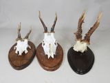 trois têtes d'antilope montées sur des socles en bois, sur fond blanc